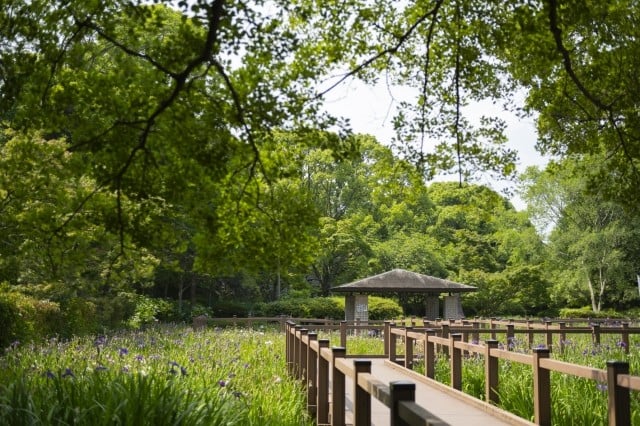 遊歩道の画像。湿地に咲く紫色の花菖蒲が一面に広がり、その中を木製の手すり付き遊歩道が奥へ向かって伸びる。遊歩道の先には四本の柱で支えられた屋根付きのあずまやがあり、その背後に新緑の樹林が連なる。